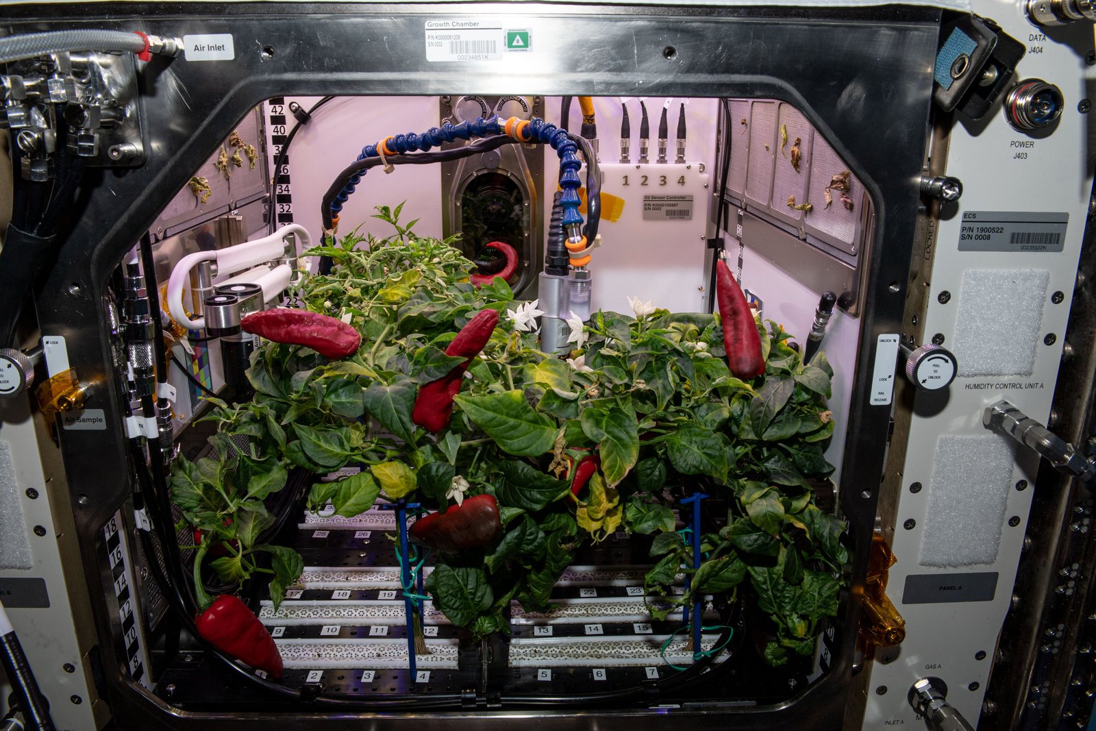 На МКС зібрали рекордний врожай гострого перцю