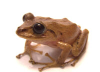 На честь екоактивістки Ґрети Тунберг назвали дощову жабу. Це вже п’ята тварина, названа на честь 19-річної дівчини