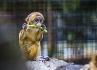 Створили сайт Feed the Zoo для допомоги тваринам у зоо- та екопарках