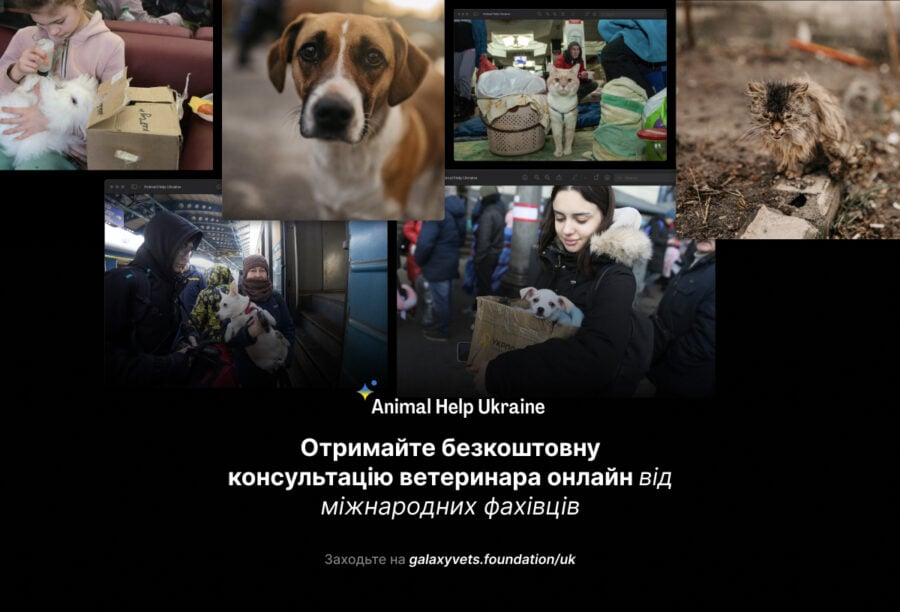 Galaxy Vets запустила платформу онлайн допомоги власникам тварин в Україні