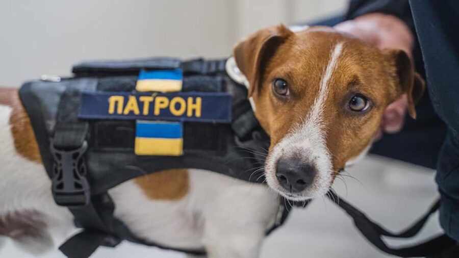 The SES of Ukraine has released the application Demining of Ukraine for the notification of explosive devices. The famous dog Patron became its mascot