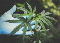 In Ukraine, medical cannabis is going to be legalized for the treatment of a number of diseases, says the Ministry of Health