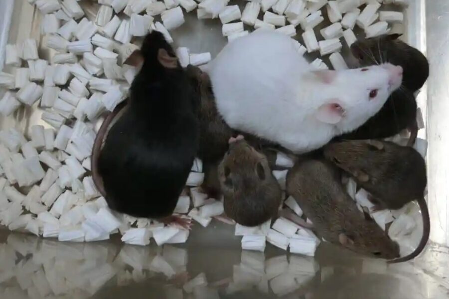 Науковці вперше в історії клонували мишу із замороженої сухої клітини шкіри