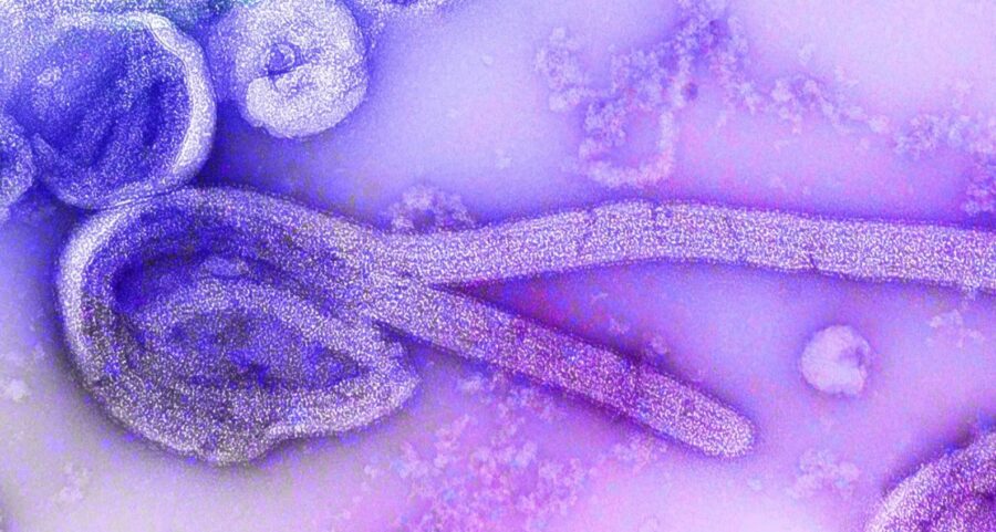 Ghana has confirmed an outbreak of the Marburg virus: two people have died