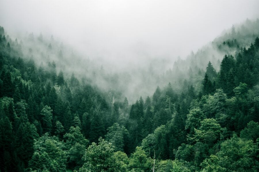 The area of forests per capita in the world has decreased by 60% – a new environmental study