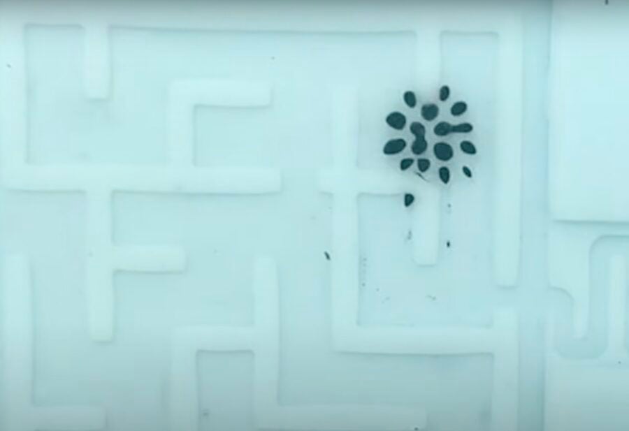 Scientists have created a liquid robot that can split into droplets