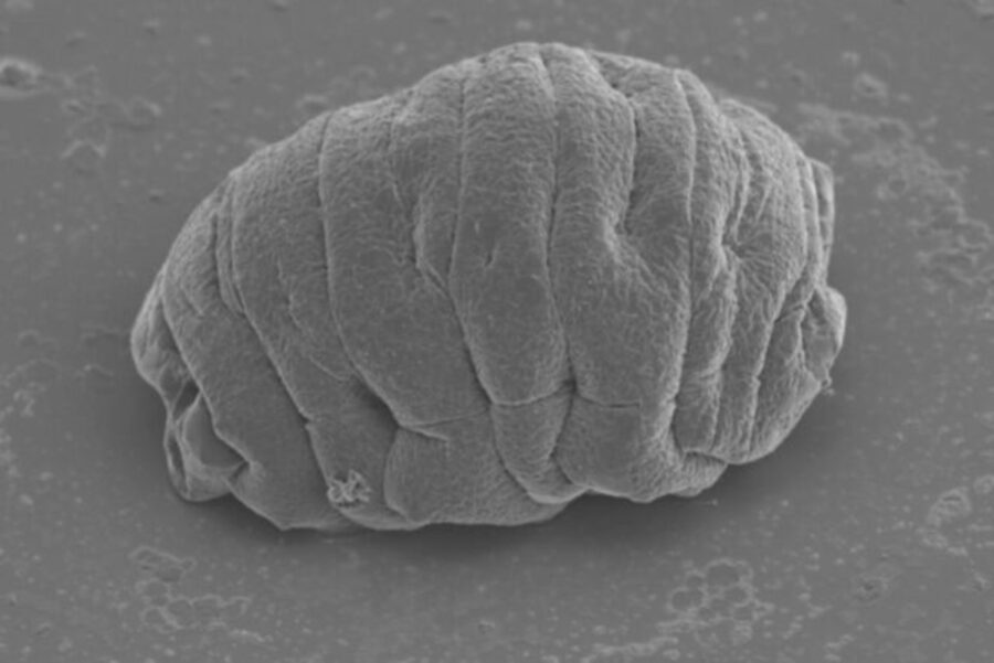 Scientists have learned how tardigrades can survive dehydration