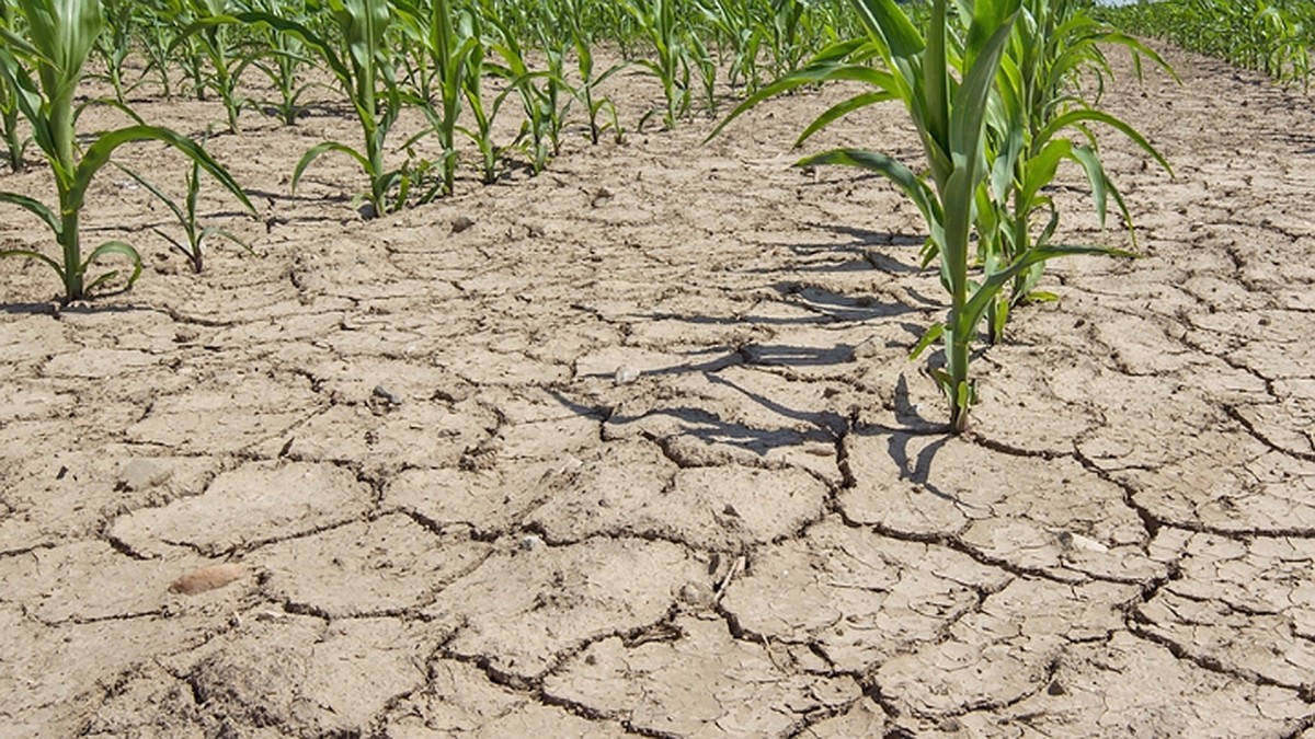 Climate change has led to a 20-fold increase in drought this year. Forecasts are disappointing