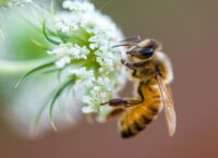 The first vaccine for honeybees was approved in the USA