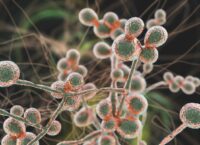 The plot from The Last of Us: the deadly and drug-resistant parasitic fungus Candida auris has been spreading in the United States for several years