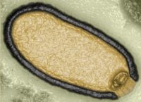 Вчені оживили «зомбі»-вірус, який провів 48,5 тисяч років у вічній мерзлоті