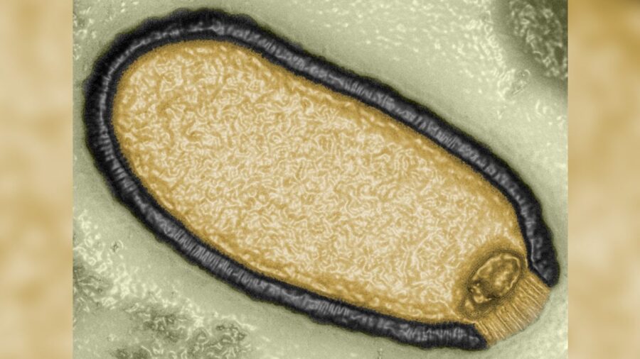 Вчені оживили «зомбі»-вірус, який провів 48,5 тисяч років у вічній мерзлоті