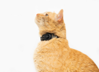 A new tracker from Tile will help you find your cat