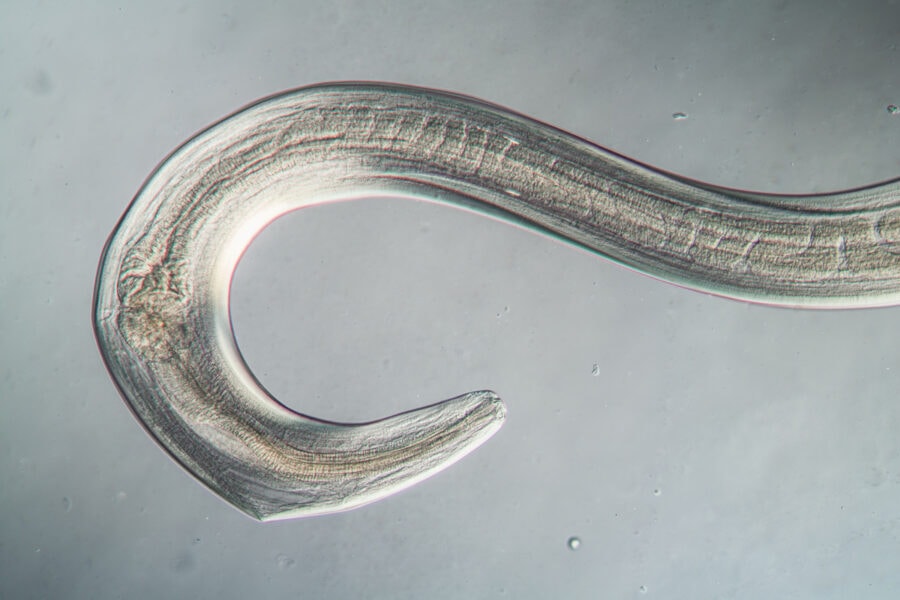 Scientists revived nematodes that rested in permafrost for about 46,000 years
