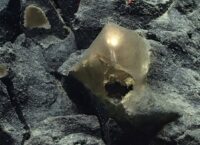 Scientists have found a “golden egg” at the bottom of the Pacific Ocean, but do not know what it is