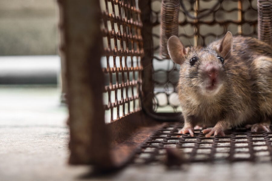 Пацюки можуть мати уяву, як у людей. Це з’ясували завдяки віртуальній реальності