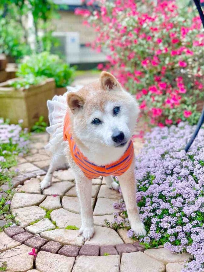 The world-famous dog Kabosu, who became the Doge meme, has died