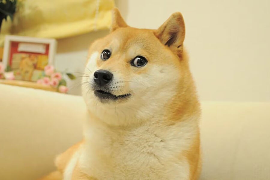 The world-famous dog Kabosu, who became the Doge meme, has died