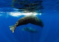 Sperm whale alphabet: machine learning brings humans closer to understanding cetacean communication