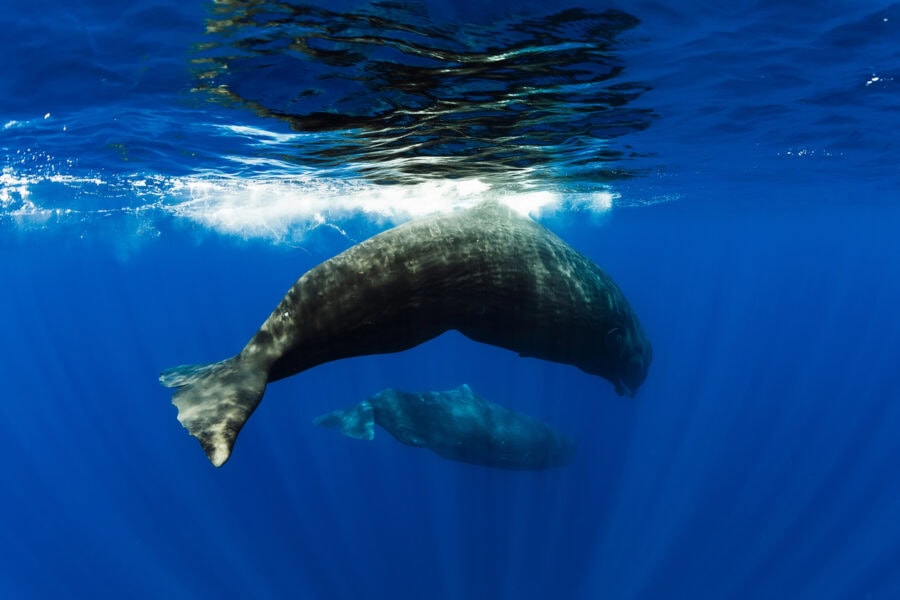 “Абетка” кашалотів: машинне навчання наблизило людей до розуміння комунікації китоподібних